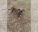Small American Staffordshire Terrier Mix