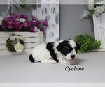 Cyclone - Male Poodle (Toy) Puppy for Sale - Photo #5
