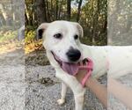 Small #2 Dalmatian-Great Pyrenees Mix