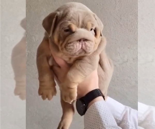 Medium Photo #3 English Bulldog Puppy For Sale in BERKELEY, CA, USA