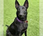 Small #5 German Shepherd Dog-Whippet Mix