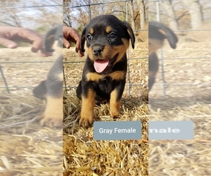 Rottweiler Puppy for sale in PIERCE CITY, MO, USA