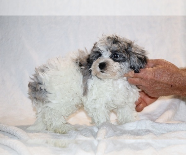 Medium Photo #3 ShihPoo Puppy For Sale in DYERSBURG, TN, USA