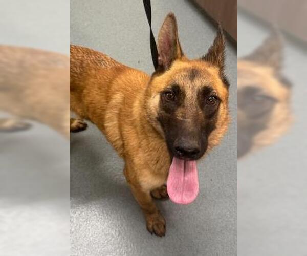 Medium Photo #1 German Shepherd Dog-Unknown Mix Puppy For Sale in Baytown, TX, USA