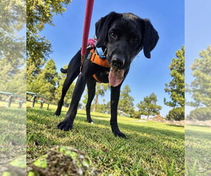 Chase - Male Labrador Retriever-Unknown Mix Dog for Adoption - Photo #7