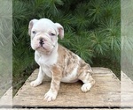 Small #4 French Bulldog