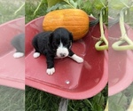 Small Photo #11 Aussiedoodle Puppy For Sale in RUSSELL, IA, USA