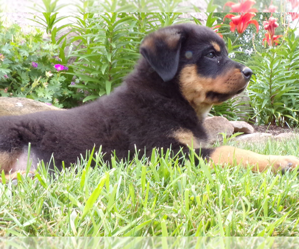 Medium Photo #7 Rottweiler Puppy For Sale in MILLERSBURG, OH, USA