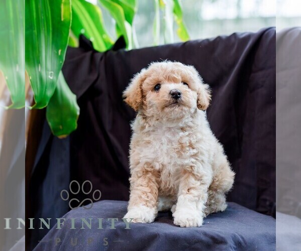 Medium Photo #3 Poodle (Toy)-Zuchon Mix Puppy For Sale in NEWVILLE, PA, USA