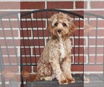 Small Photo #1 Cavapoo (Miniature) Puppy For Sale in SYRACUSE, IN, USA
