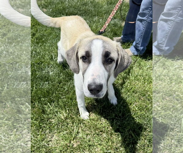 Medium Photo #3 Anatolian Pyrenees Puppy For Sale in Lee's Summit, MO, USA