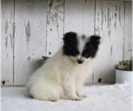 Small Photo #3 Pomeranian Puppy For Sale in MILLERSBURG, OH, USA