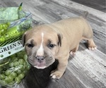 Puppy Puppy 1 American Bully
