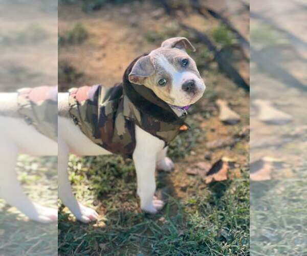 Medium Photo #1 American Staffordshire Terrier-Unknown Mix Puppy For Sale in Holly Springs, NC, USA