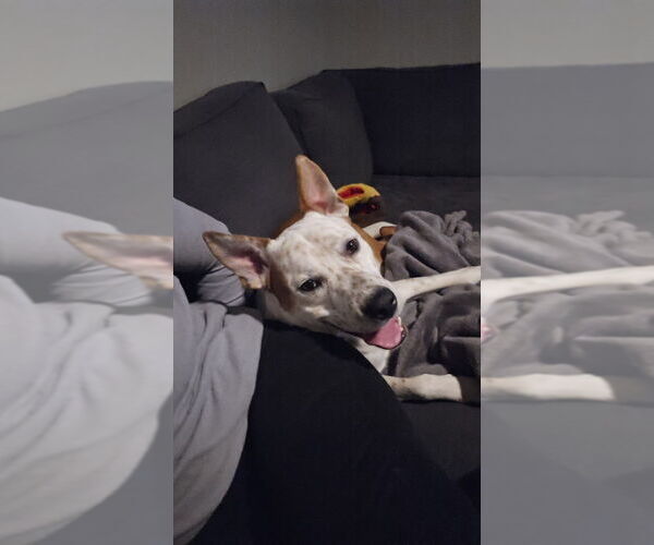 Medium Photo #8 Mutt Puppy For Sale in Lakewood, CO, USA