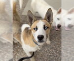 Small #8 Siberian Husky Mix