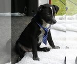 Small #3 Whippet Mix