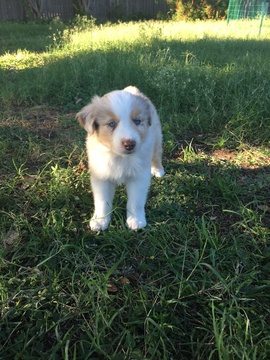 Medium Photo #1 Australian Shepherd Puppy For Sale in GRANBURY, TX, USA