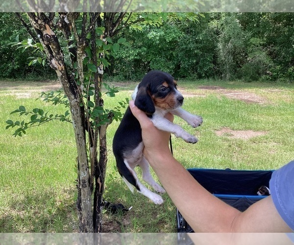 Medium Photo #16 Beagle Puppy For Sale in COLDSPRING, TX, USA