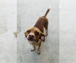 Chip - Male Chihuahua Dog for Adoption - Photo #7