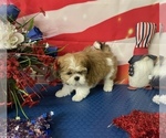 Puppy Teddy Shih Tzu