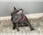 Small Photo #3 French Bulldog Puppy For Sale in HOLLISTER, CA, USA