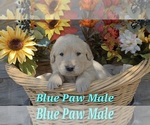 Image preview for Ad Listing. Nickname: Litter of 9