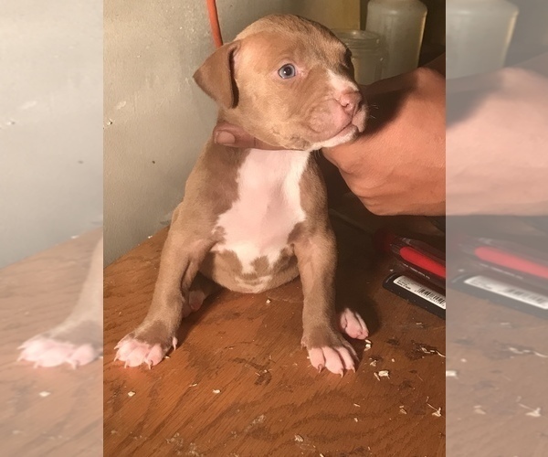 Medium Photo #10 American Bully Puppy For Sale in CO SPGS, CO, USA