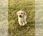 Small Photo #2 Labrador Retriever Puppy For Sale in SAFFORD, AZ, USA