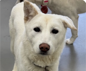 Mutt Dogs for adoption in San Ramon, CA, USA