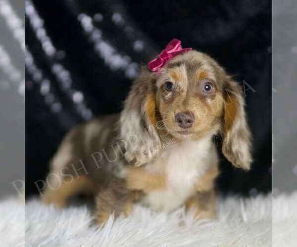 Medium Photo #38 Dachshund Puppy For Sale in WARSAW, IN, USA