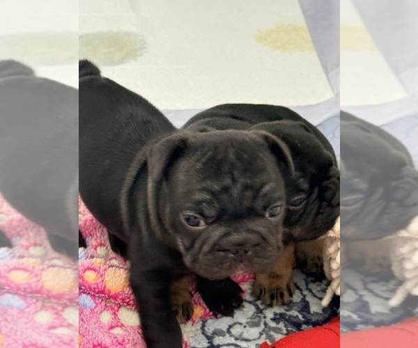 Medium Photo #1 French Bulldog Puppy For Sale in WESLEY CHAPEL, FL, USA