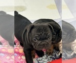 Puppy Puppy 3 French Bulldog