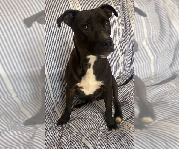 Medium Photo #2 Mutt Puppy For Sale in Ridgefield, CT, USA