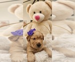 Small Photo #15 Golden Retriever Puppy For Sale in ORLANDO, FL, USA