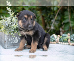 Puppy Magnus German Shepherd Dog