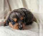 Small #1 Miniature Australian Shepherd