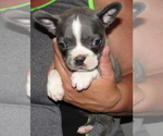 Puppy 6 Boston Terrier