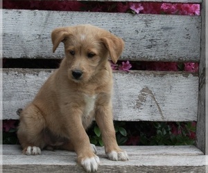 Poodle (Standard)-Siberian Husky Mix Puppy for sale in FREDERICKSBURG, OH, USA