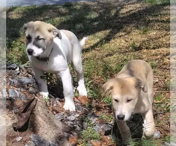 Medium Photo #21 German Shepherd Dog-Great Pyrenees Mix Puppy For Sale in JONESBORO, GA, USA