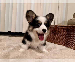 Pembroke Welsh Corgi Puppy for Sale in CITRUS HEIGHTS, California USA