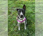 Small American Staffordshire Terrier