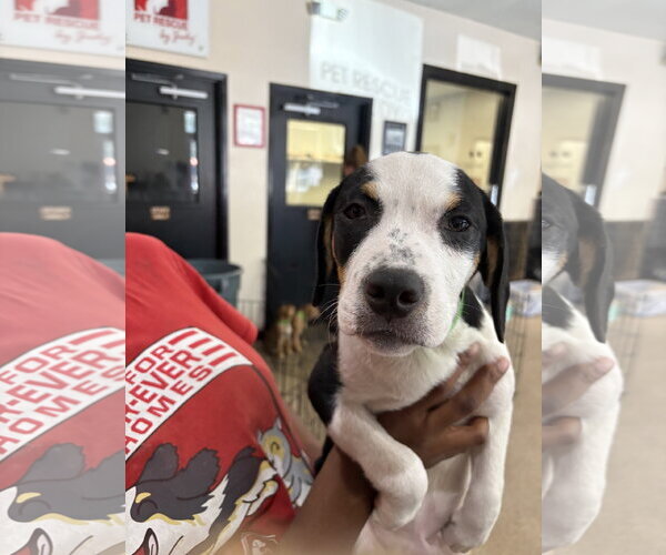 Medium Photo #6 Black Mouth Cur-Unknown Mix Puppy For Sale in Sanford, FL, USA
