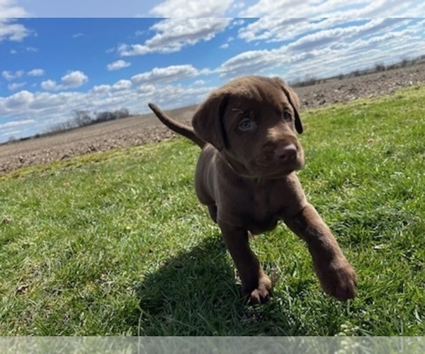 Medium Photo #8 Labrador Retriever Puppy For Sale in JANESVILLE, WI, USA