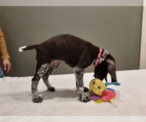 Medium Photo #2 German Shorthaired Pointer Puppy For Sale in WARSAW, IN, USA