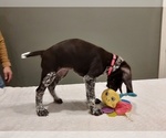 Small Photo #2 German Shorthaired Pointer Puppy For Sale in WARSAW, IN, USA
