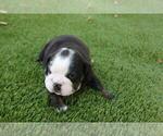 Small Photo #3 English Bulldog Puppy For Sale in WESTON, CT, USA