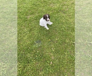 English Springer Spaniel Puppy for Sale in WHITE PIGEON, Michigan USA