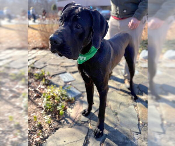 Medium Photo #1 Daniff Puppy For Sale in Warrenton, VA, USA