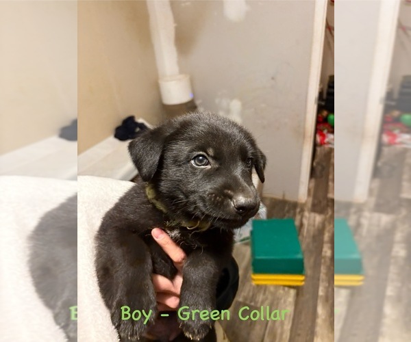 Medium Photo #1 German Shepherd Dog Puppy For Sale in ROYSTON, GA, USA